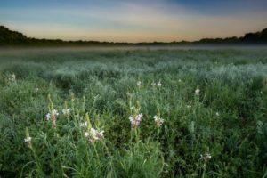 connemara meadow grasses