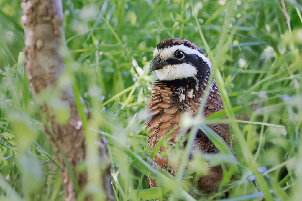 BobWhite 5 Connemara Conservancy